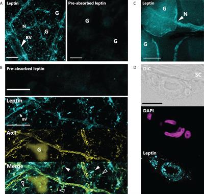 Evolutionary conservation of leptin effects on wound healing in vertebrates: Implications for veterinary medicine